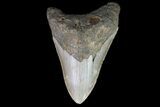 Bargain, Megalodon Tooth - North Carolina #67146-1